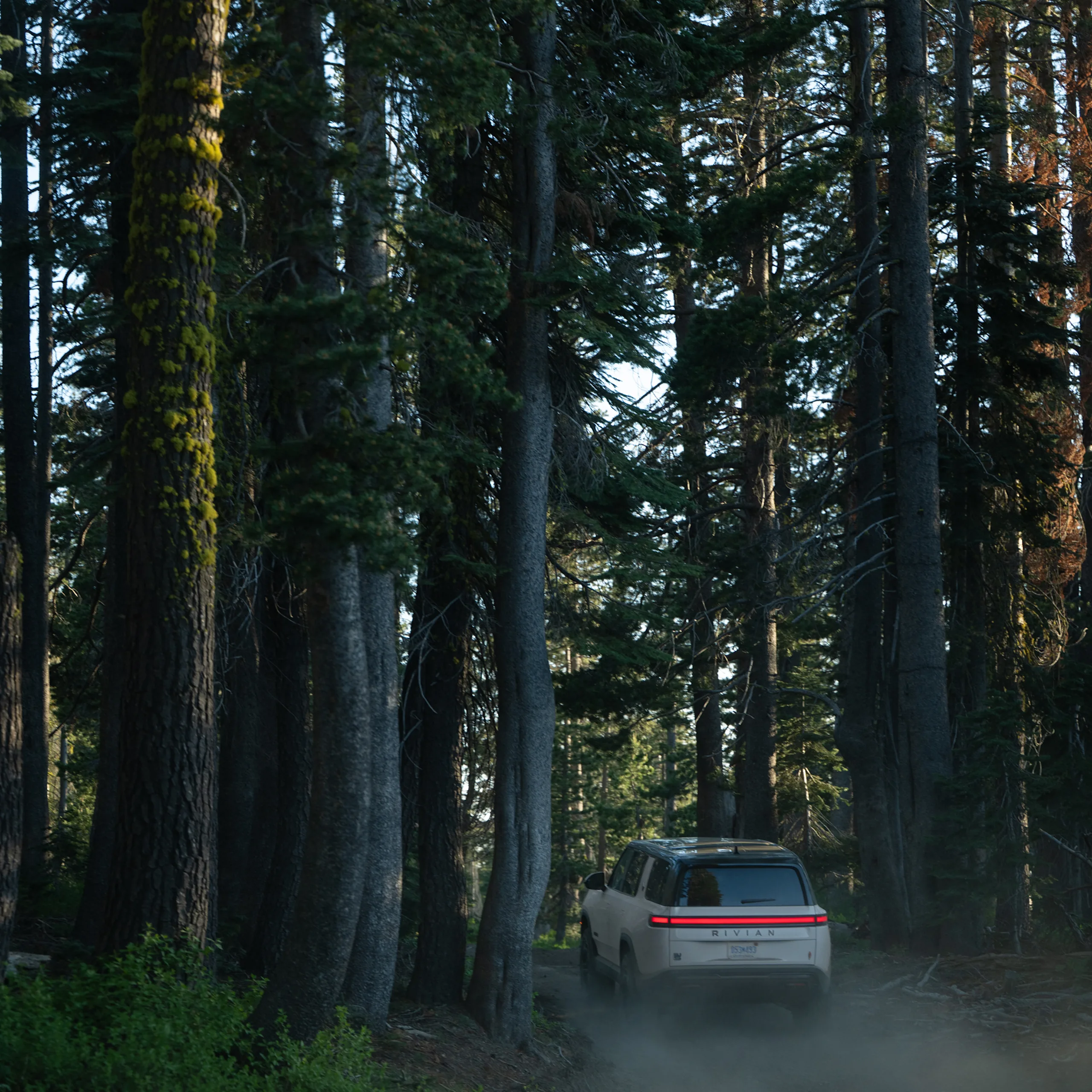 The back of a white Rivian R1S electric SUV driving through a dense swath of tall trees.