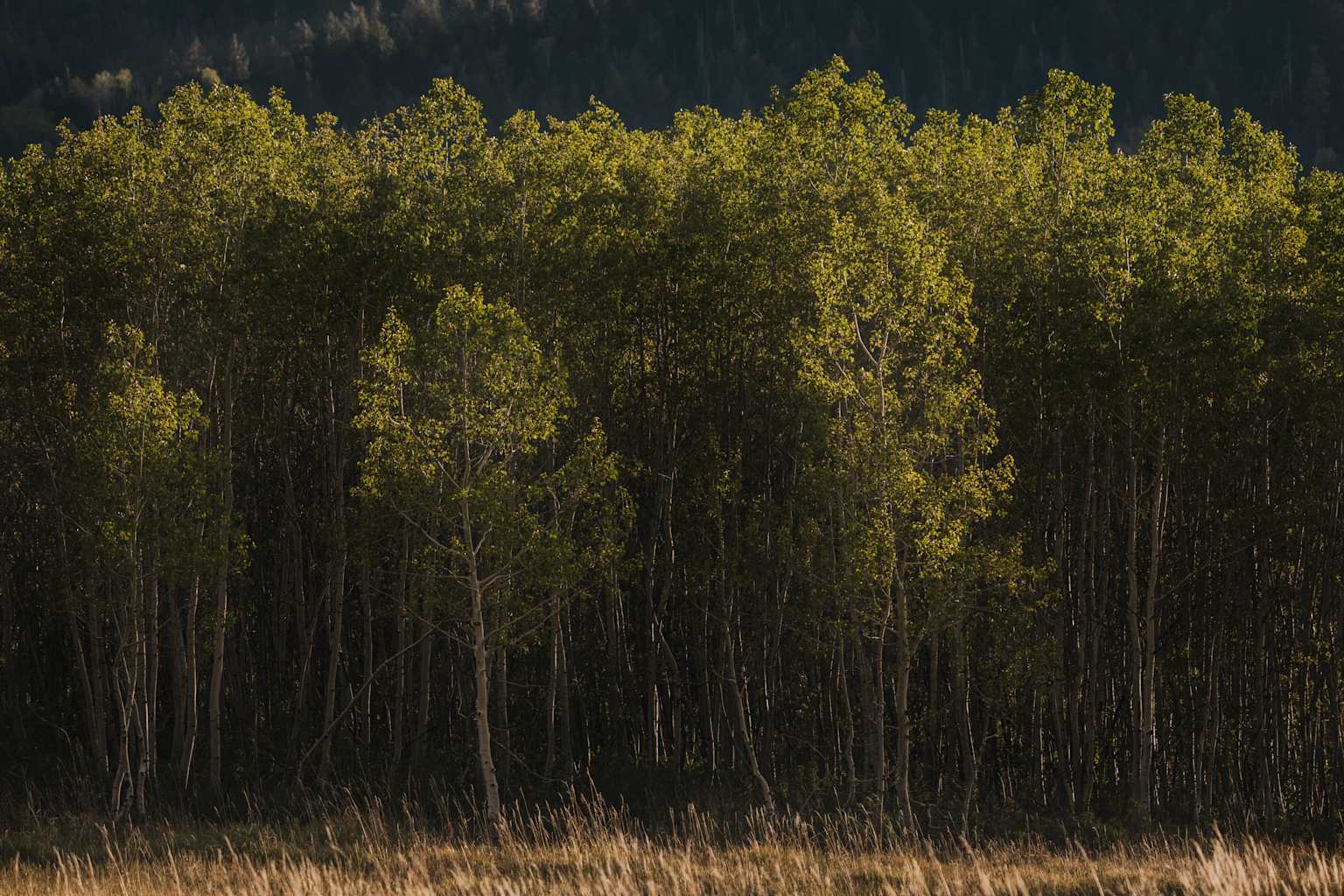 How Rivian is Advancing Automotive Sustainability Science
