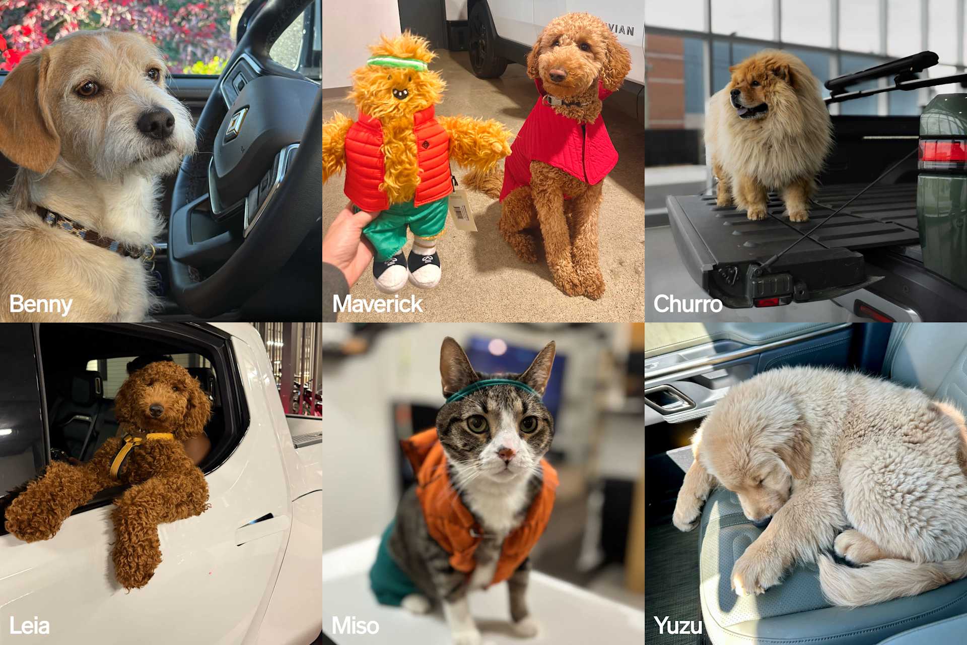 Six-panel collage shows pets and a toy, celebrating National Pet Day. "Benny" sits in a car, "Maverick" is a toy, "Leia" hangs out of a car window, "M