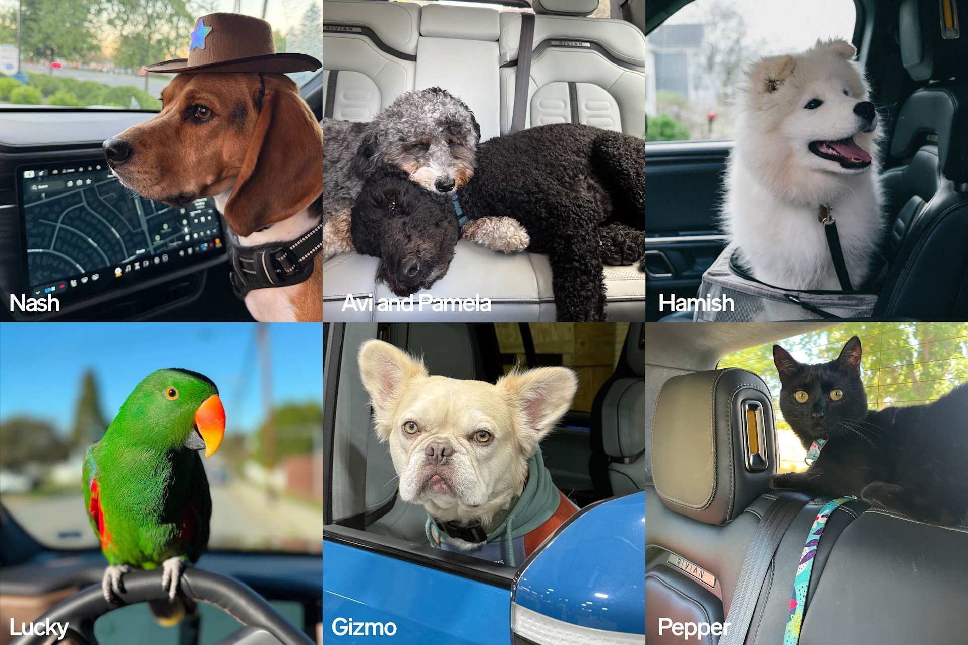 Six pets ride in a car for National Pet Day. Nash, a dog in a cowboy hat, sits in the driver's seat. Avi and Pamela, two dogs, rest in the back. Hamis