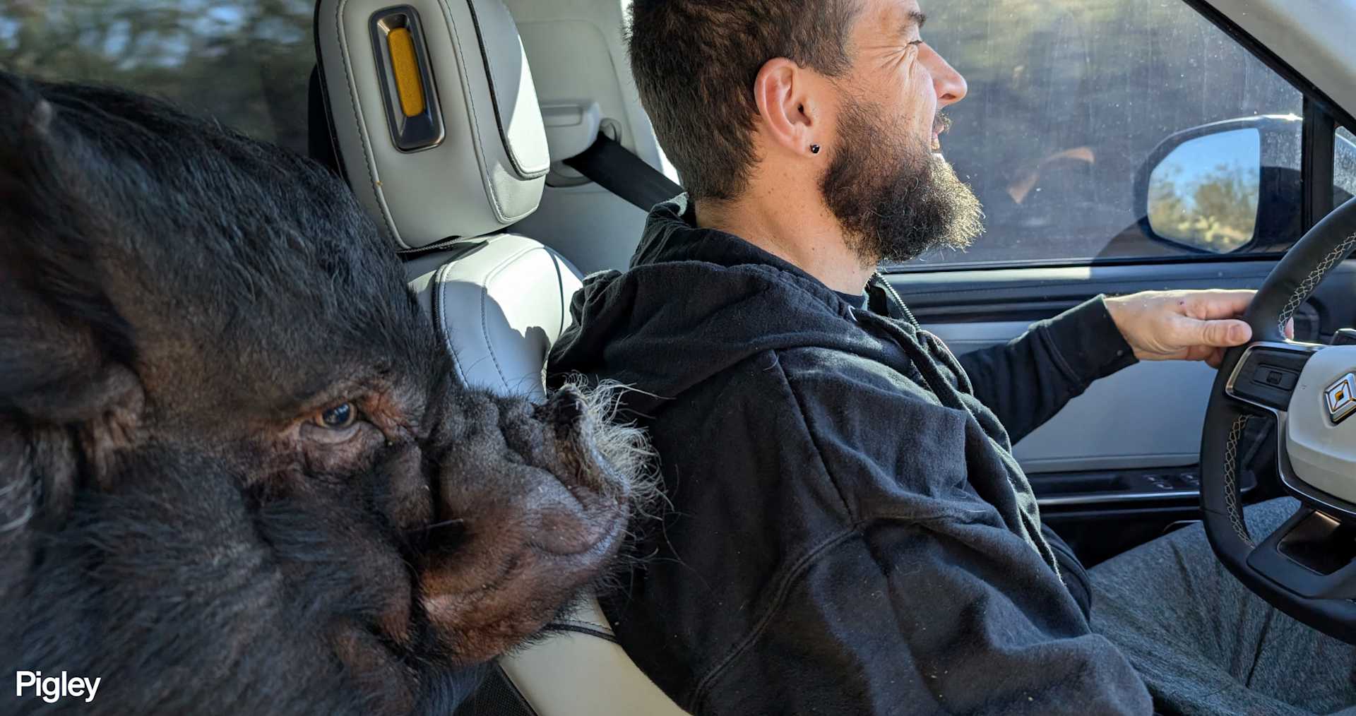 A man drives a car with a large black pig riding shotgun on National Pet Day. The man has a beard and wears a black hoodie. The pig sits calmly in the