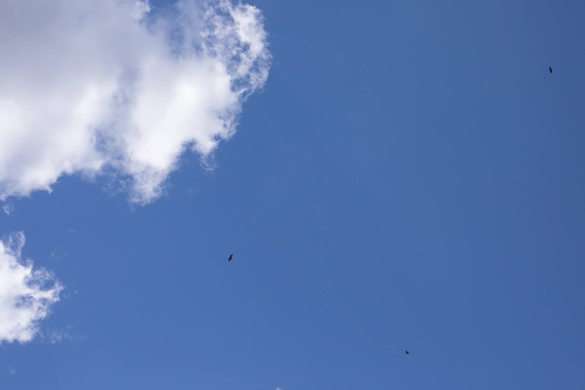 Blue sky with puffy white clouds and three birds flying.
