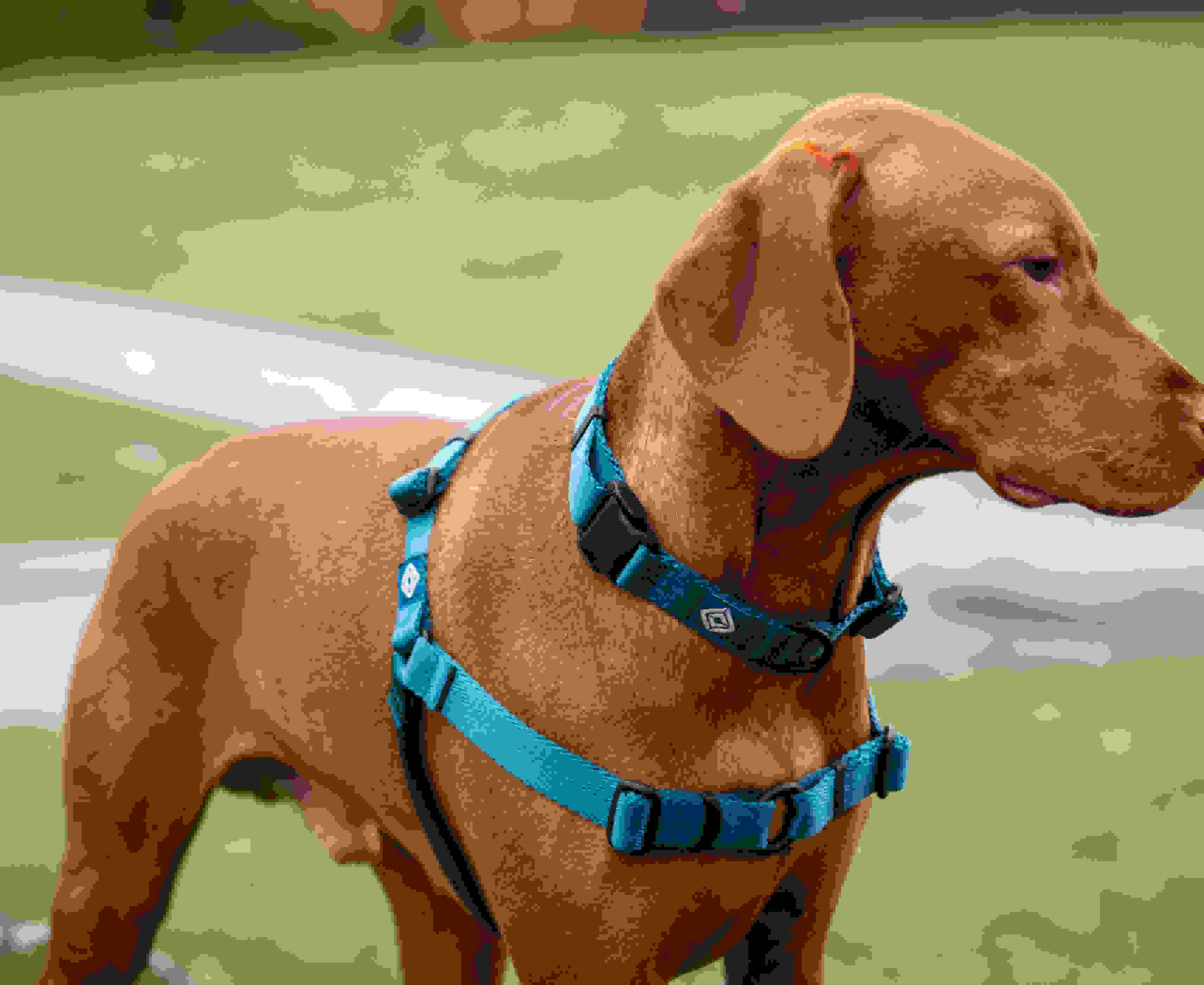 Reject shop dog sales harness